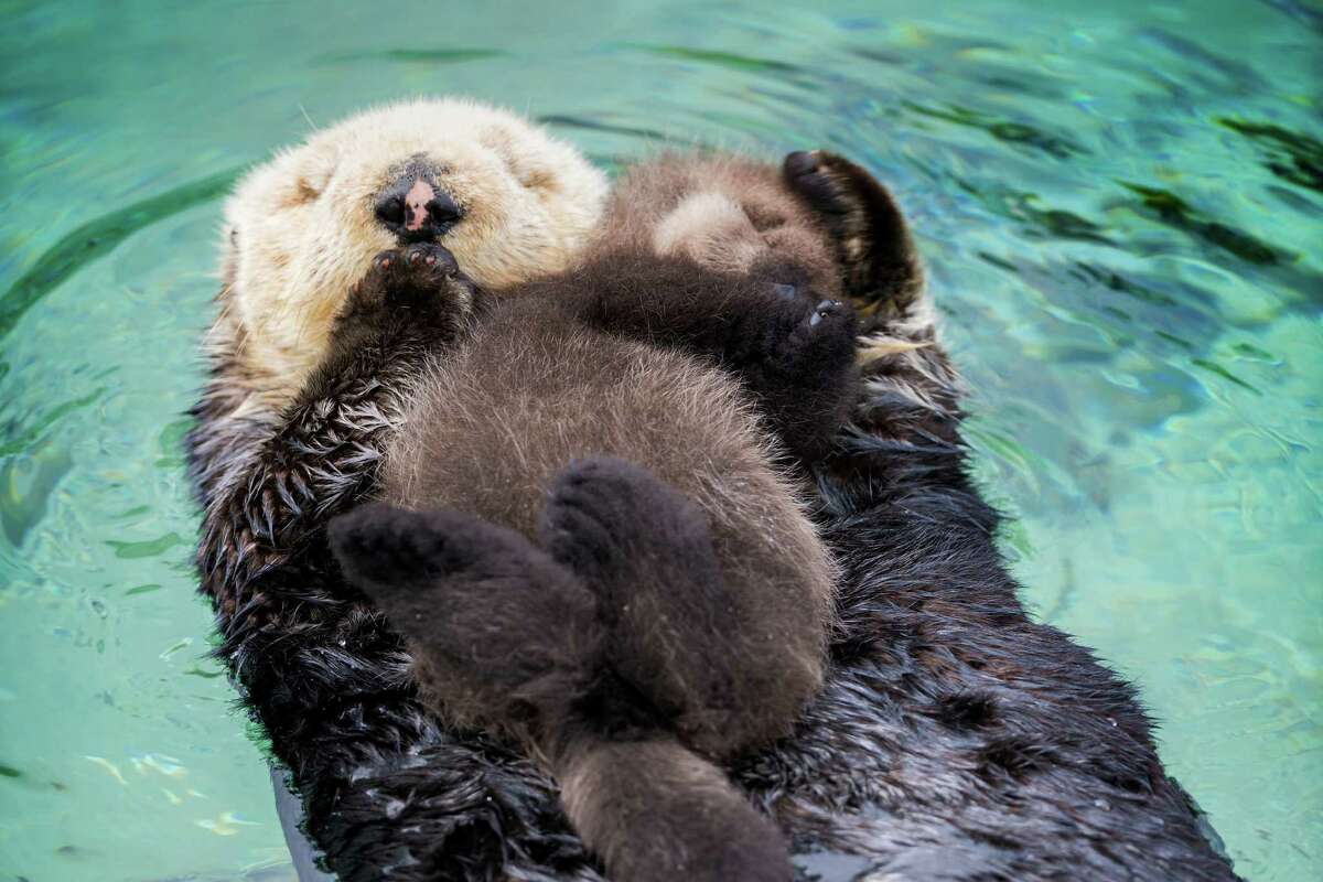 Sea Otter Births Pup Inside Aquarium's Tide Pool As Onlookers Watch