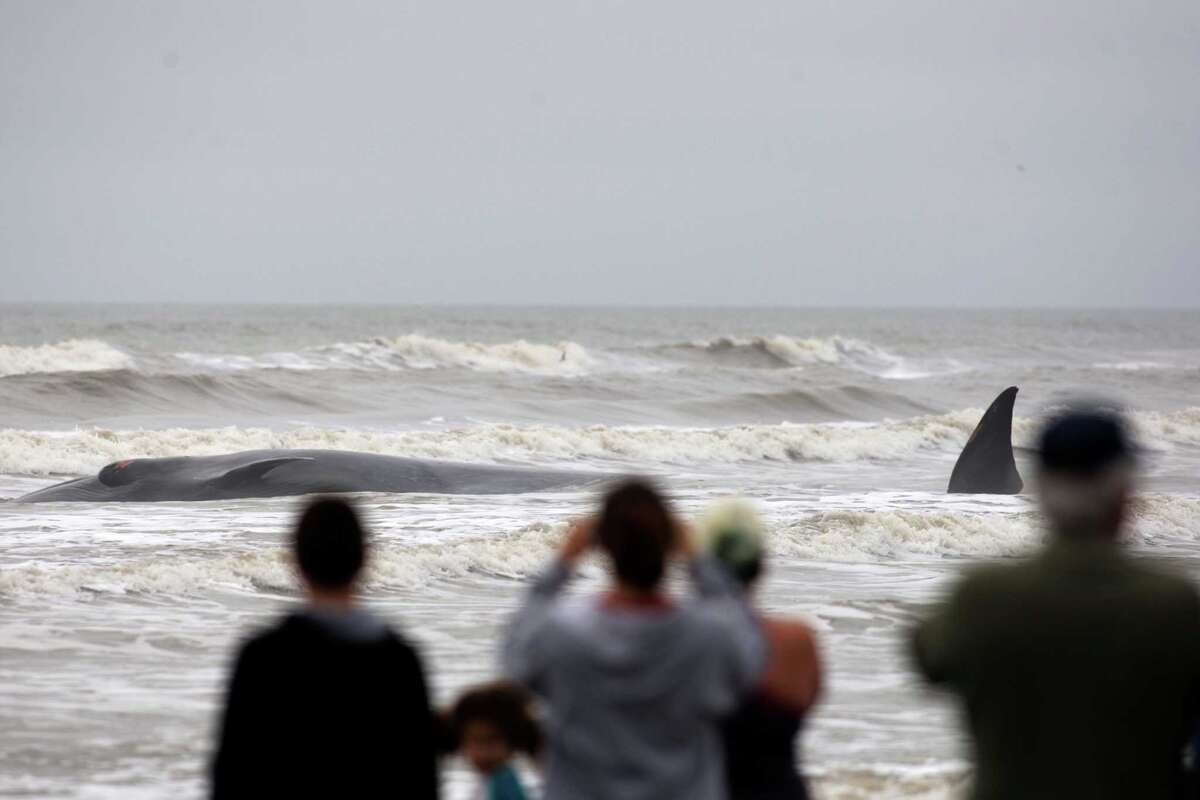 Beached whale dies after stranded along Galveston Isle