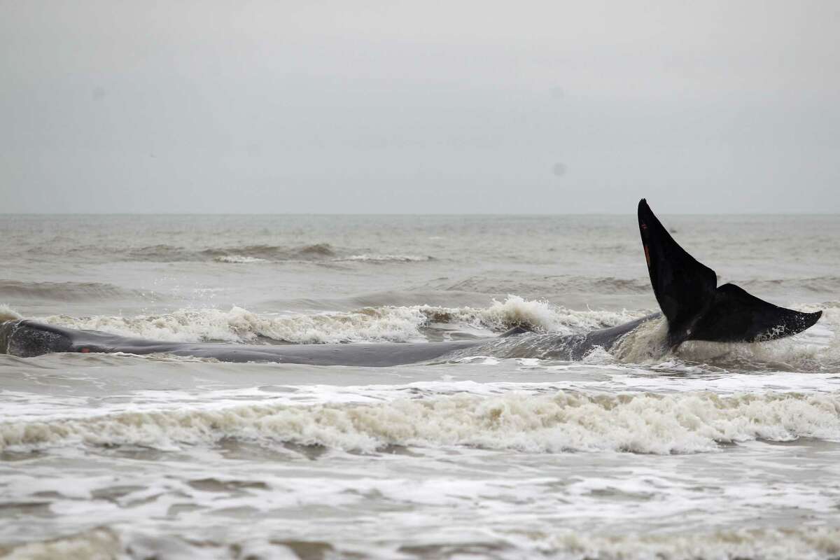 Beached Whale Dies After Becoming Stranded Along Galveston Isle 5593