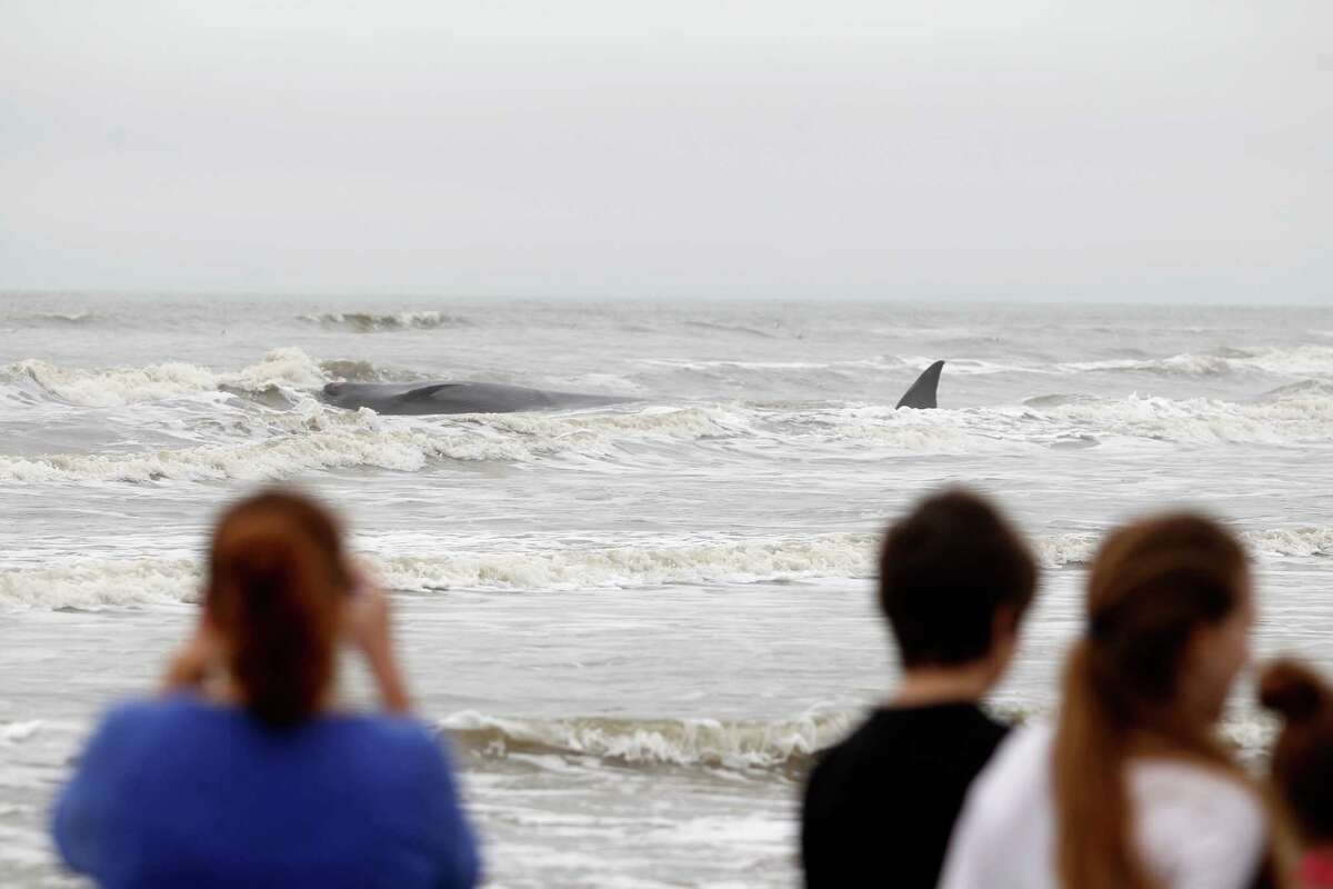 Beached whale dies after stranded along Galveston Isle