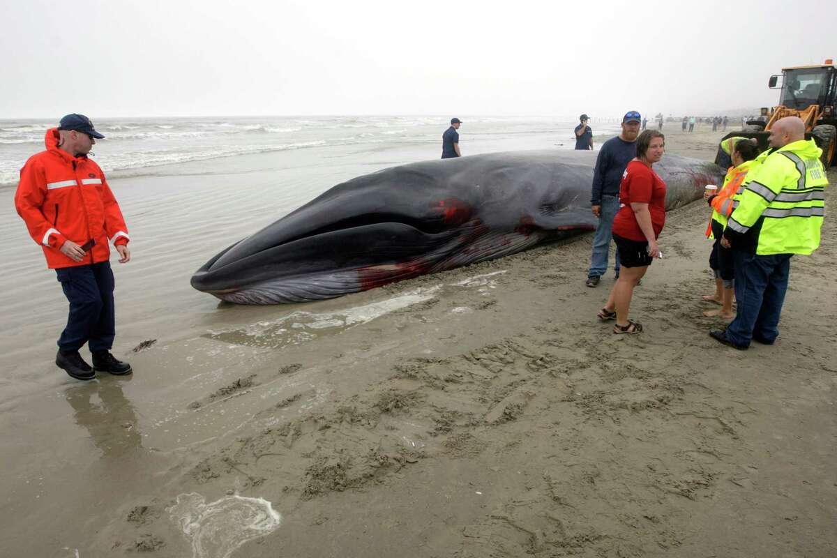 Beached whale dies after becoming stranded along Galveston Isle