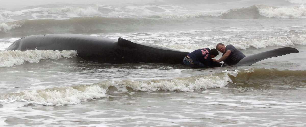 Beached whale dies after stranded along Galveston Isle
