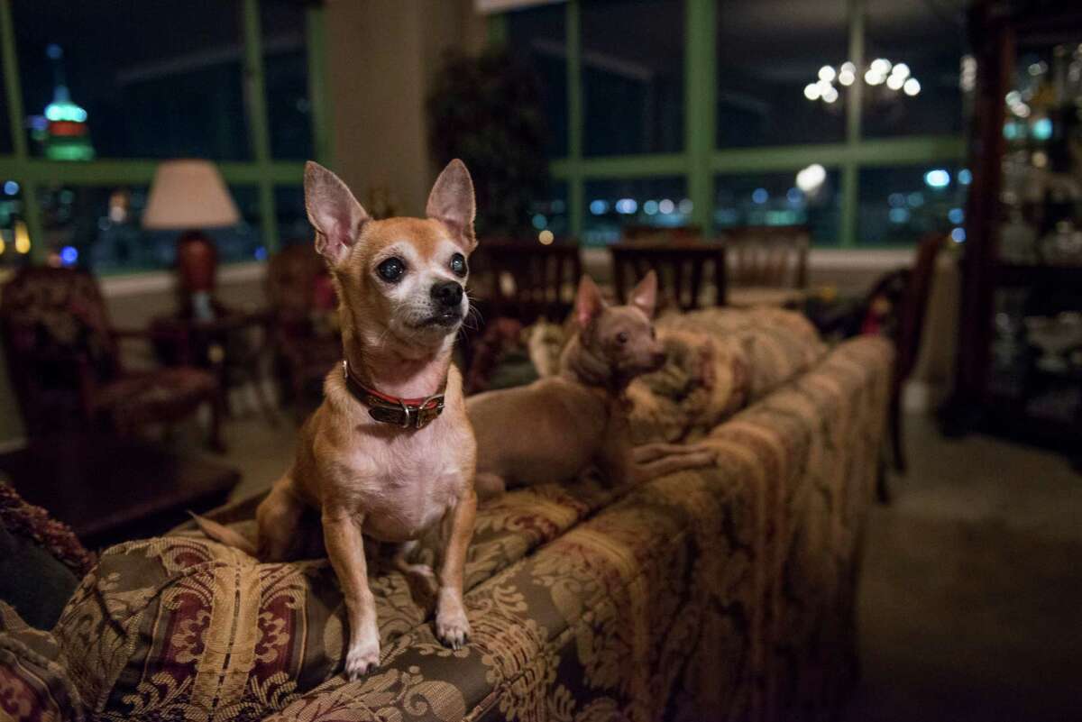 Pito and Ayisa, two of Christopher Hoffman and Moises Ortiz's three Chihuahuas, wait for their dinner at their downtown high-rise apartment.