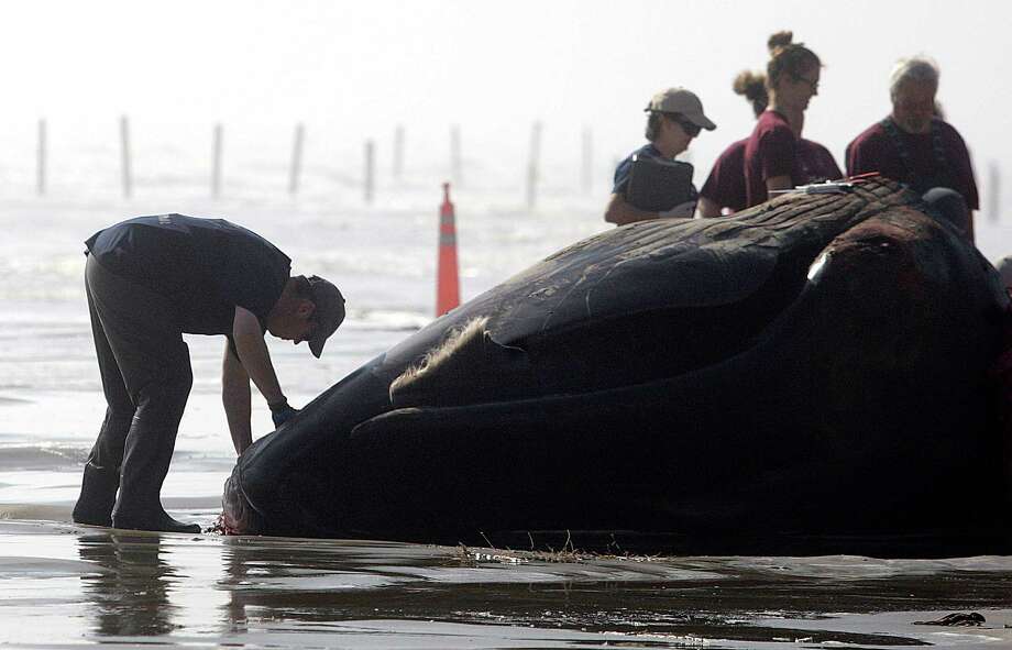 Just like that, beached whale on Galveston is examined and buried