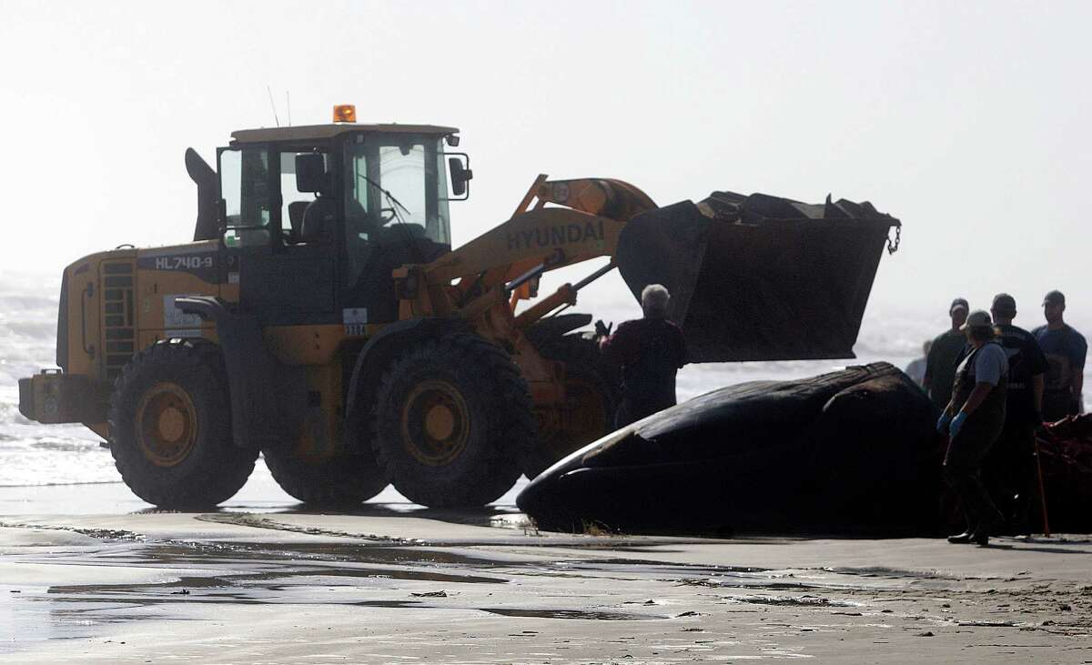 Just like that, beached whale on Galveston is examined and buried