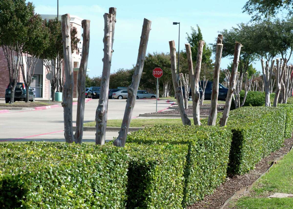 Topping is the quickest possible way to ruin crape myrtles permanently. The scars never disappear.