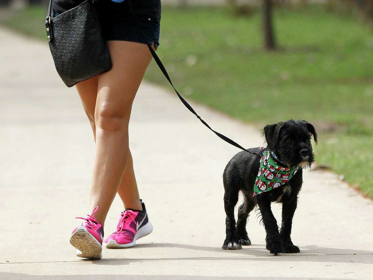 Neither ﻿Otis nor his owner﻿, Brandi Enrique, had to bundle up during a walk on Christmas Eve, when temperatures spent most of the day in the upper 70s. ﻿Friday is expected to be among the warmest Christmas Days ever recorded in Houston.