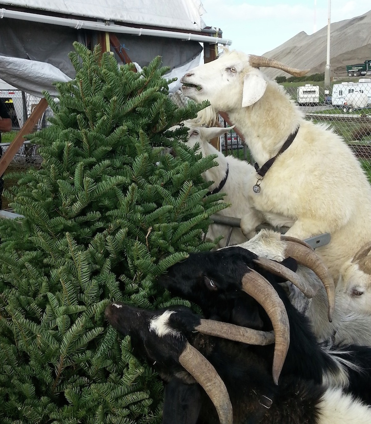 Goats Another option for recycling your Christmas tree