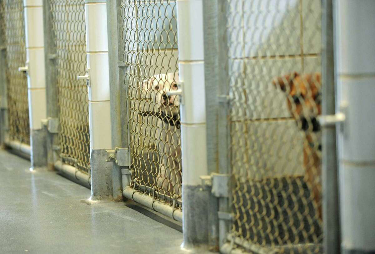 Animal Care Services officially reaches 'No Kill' standard in San Antonio