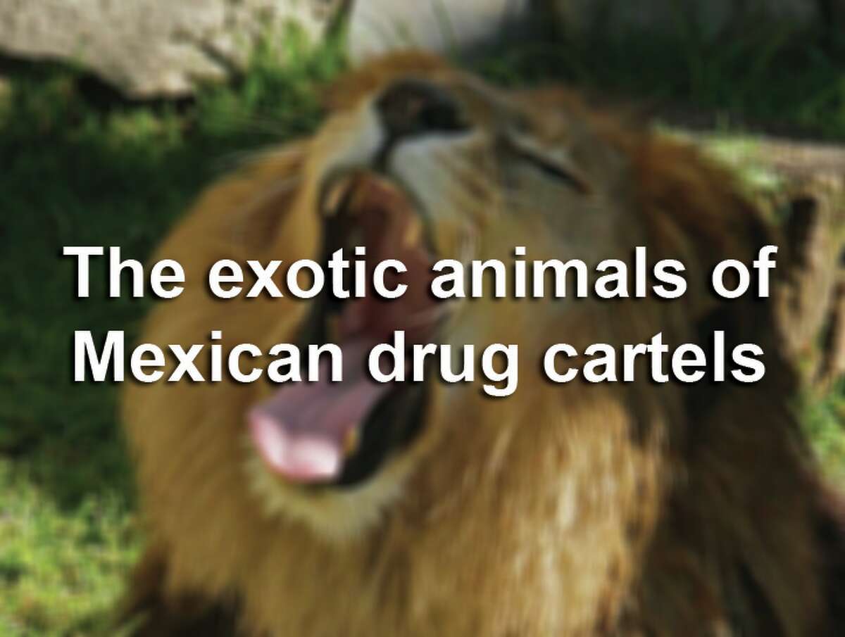 Scroll through the slideshow to see the exotic animals — including large cats, monkeys and others — flaunted by Mexican drug cartels.