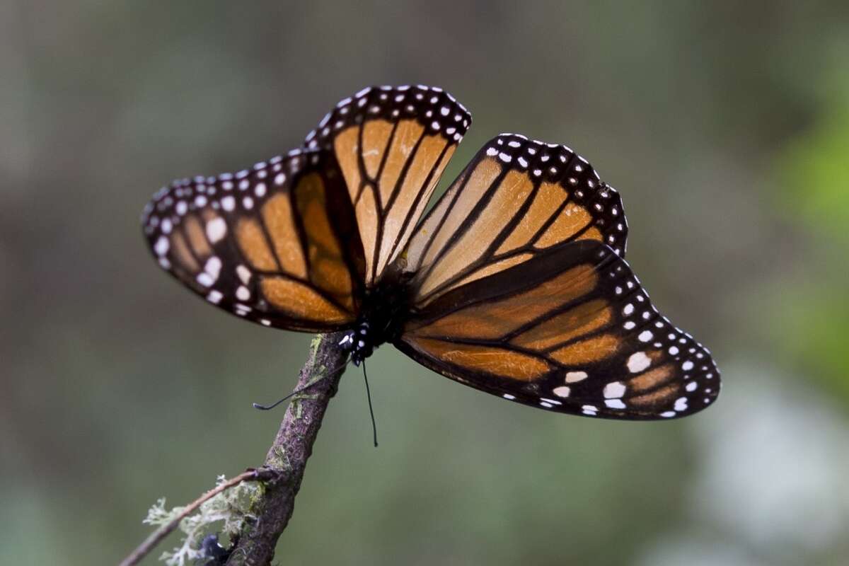 A Monarch butterfly (Danaus plexippus) at the oyamel firs (Abies religiosa) forest in Temascaltepec, Mexico on November 12, 2015.