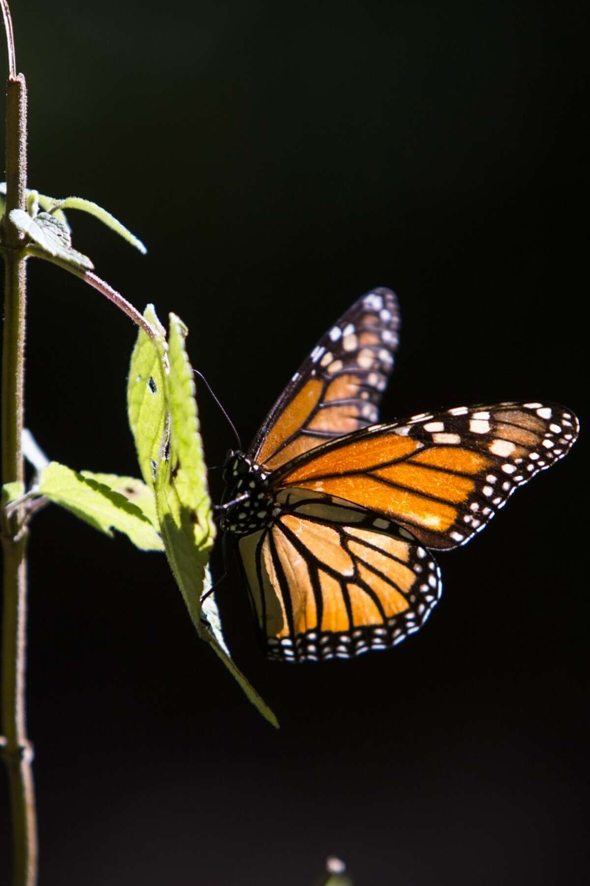 Expect 300 million monarch butterflies in Texas this season