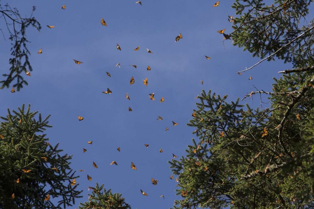 Expect 300 million monarch butterflies in Texas this season