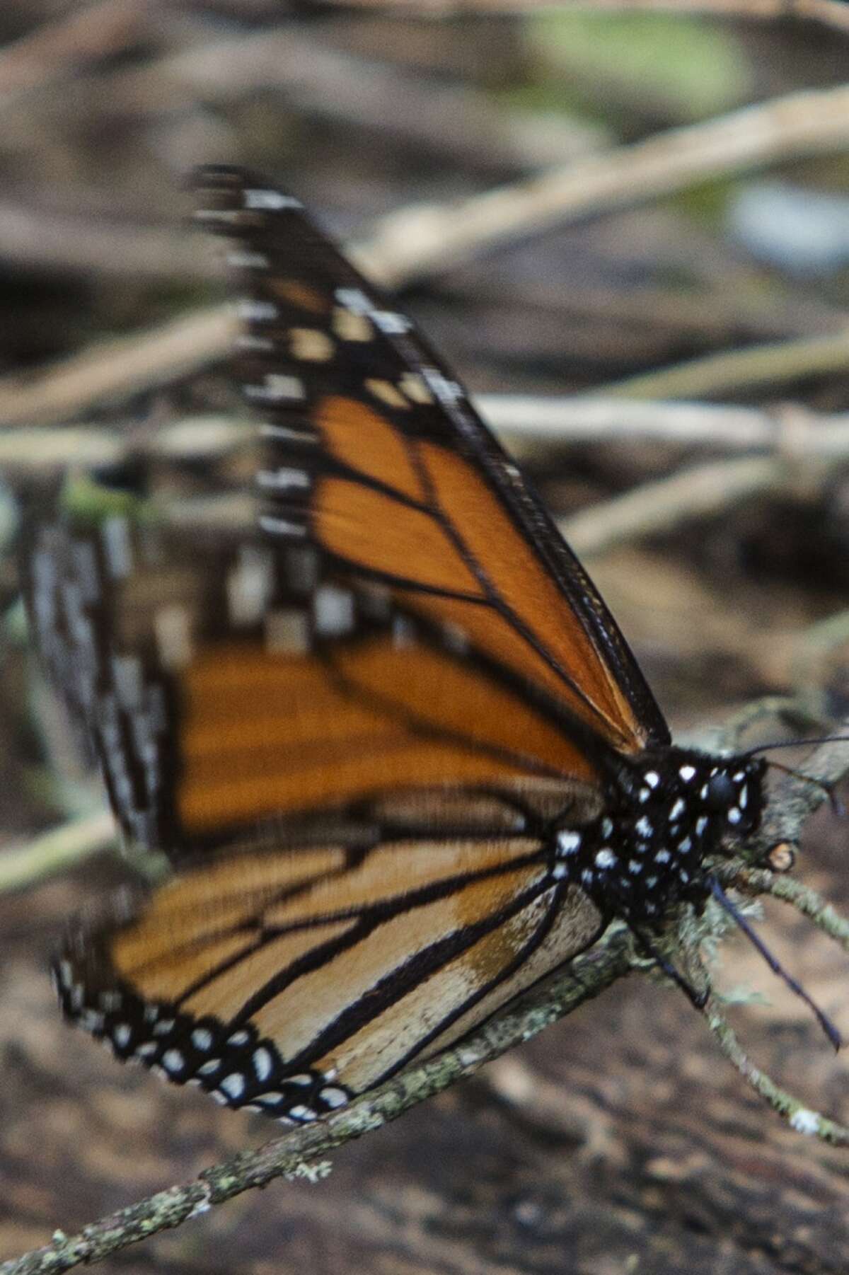 Expect 300 million monarch butterflies in Texas this season