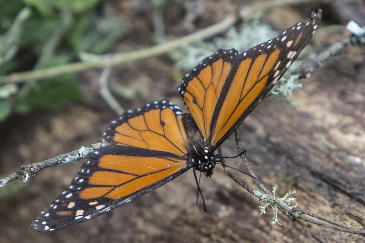 Expect 300 million monarch butterflies in Texas this season