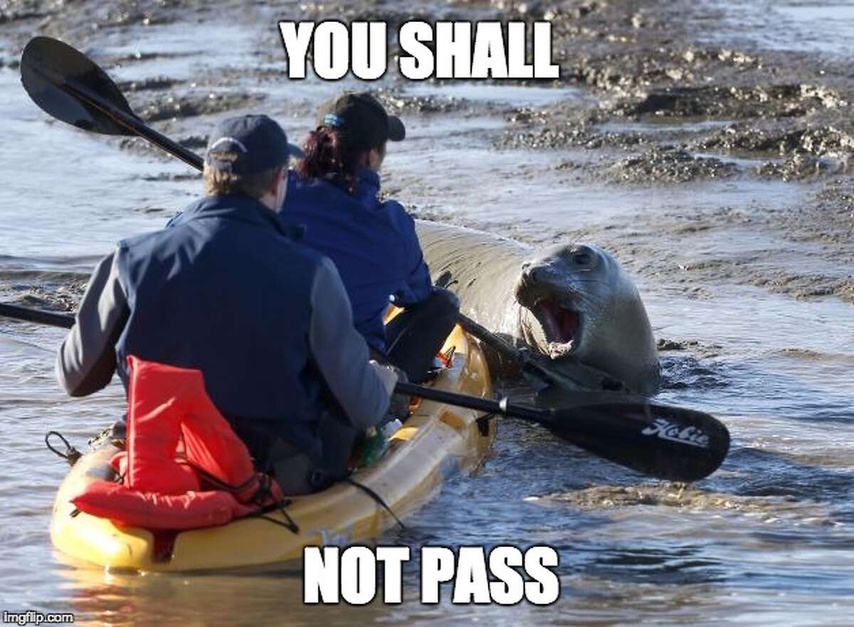 bathsheba-de-tolay-the-angry-elephant-seal-is-our-new-favorite-meme