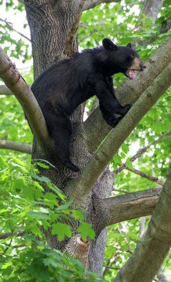 stamford2 bear sightings02(5/31/17-5/21/18) photo: file photo