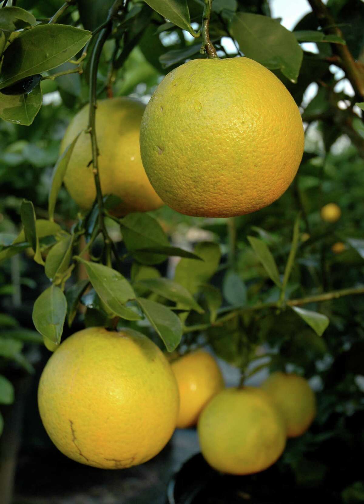 Take advantage of our region's extended citrus growing season