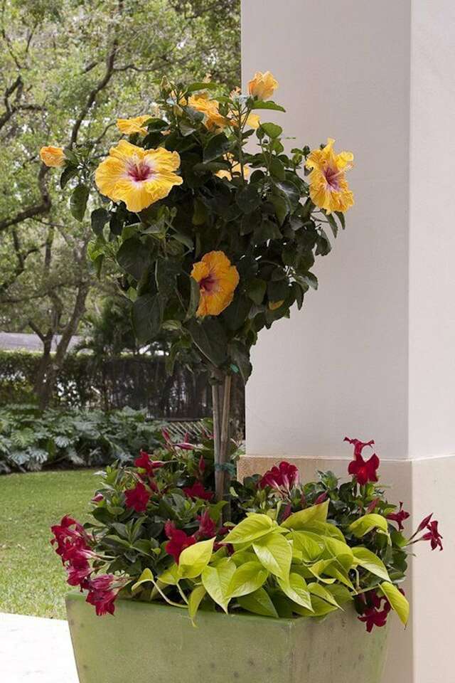 Take steps to protect hibiscus from the cold