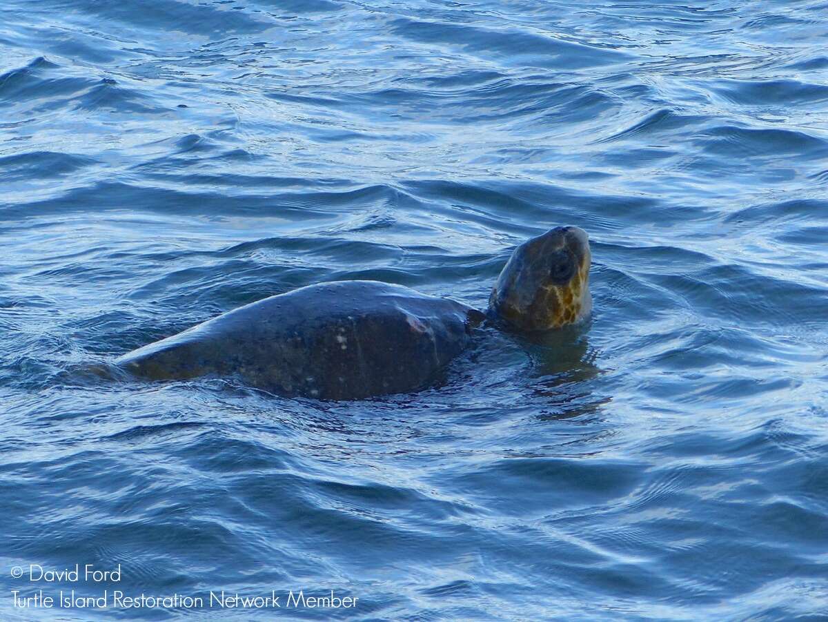 An olive ridley turtle far from home was spotted in Point Reyes on Tuesday.