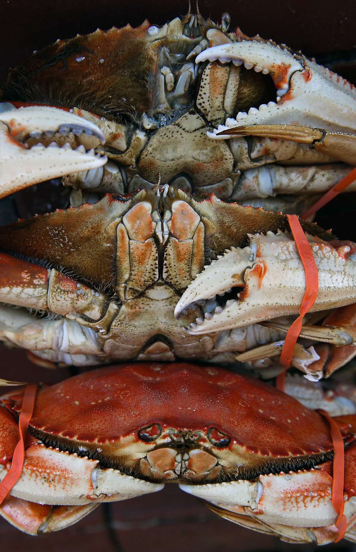 Dungeness crab from Washington state is cooked and up for sale along Fisherman's Wharf in San Francisco, Calif. on Thursday December 31, 2015, as California's commercial crab season remains closed after a neurotoxin was found in local Dungeness crab earlier this year.