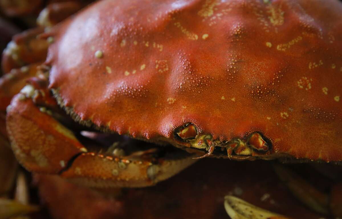 The cooked Dungeness crab for sale along Fisherman’s Wharf in San Francisco comes from Washington state, with Northern California crab continuing to test too high for toxic domoic acid.