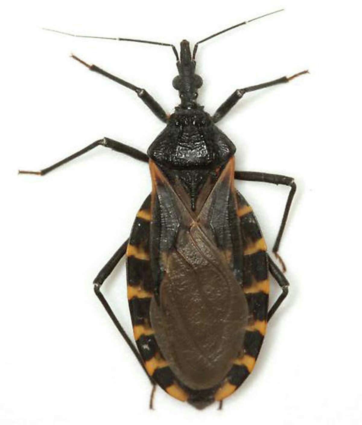 The most common of five species of kissing bugs found in South and Central ...