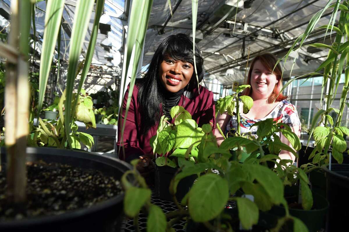 Associate Professor of Chemistry Rabi Musah, left, and graduate student Ashton Lesiak in the greenhouse where they grow plants to study their psychoactive materials on Wednesday, Nov. 25, 2015, at UAlbany in Albany, N.Y. (Cindy Schultz / Times Union)