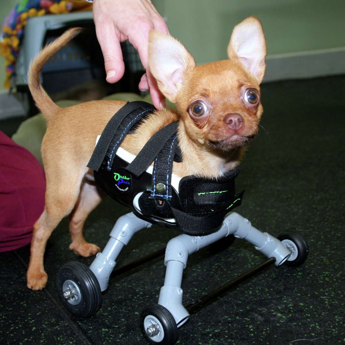A chihuahua named Daffodil who is missing her front legs found new hope when the SF SPCA helped her get a set of prosthetic wheels.