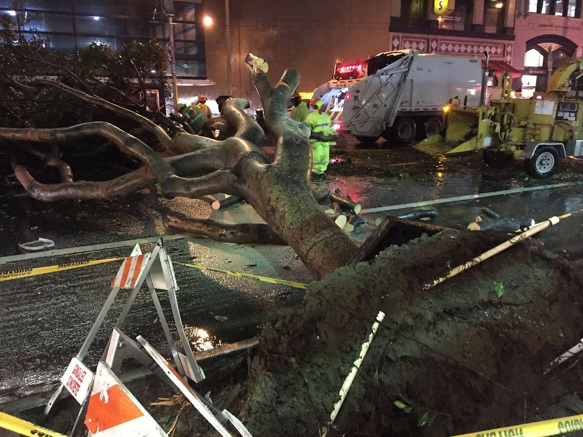 A large tree toppled over between Fourth and Fifth streets on Mission Street in San Francisco amid Wednesday morning's rainstorm.
