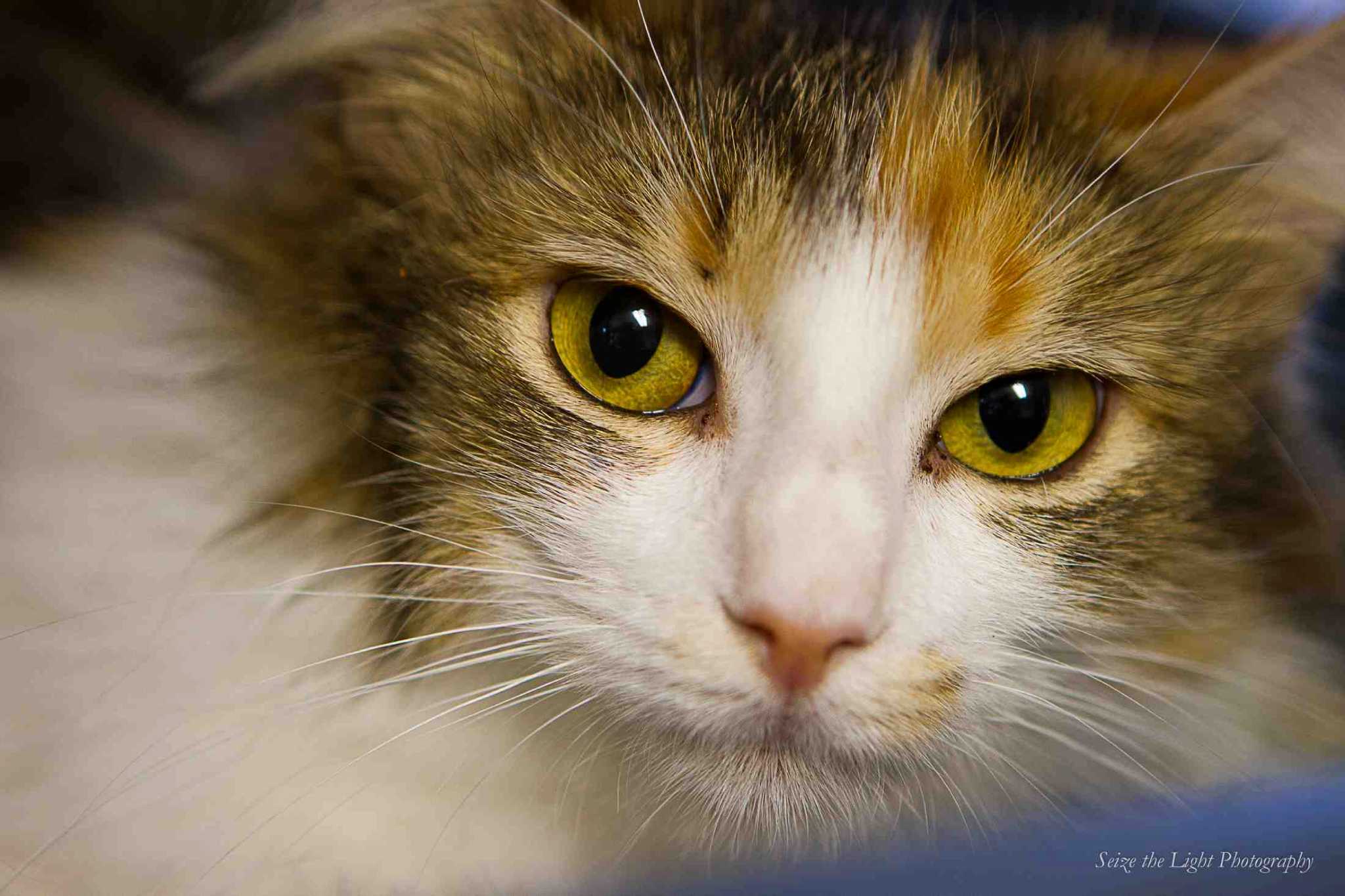 calico cats and tortoiseshell cats are female