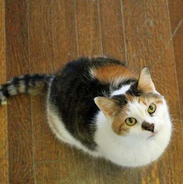 Uc Davis Study Calico Tortoiseshell Female Cats Often Most