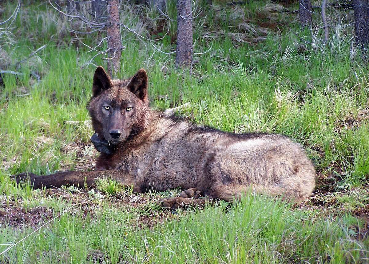 A photo from the Oregon Department of Fish and Wildlife shows a collared wolf from Oregon, a 3-year-old male known as OR 25, who is believed to have entered California in December 2015.