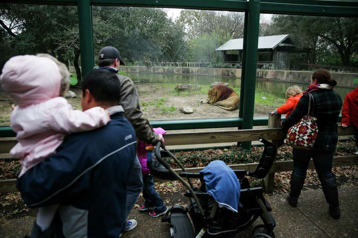 Visitors watch the lions through glass windows at the Houston Zoo.