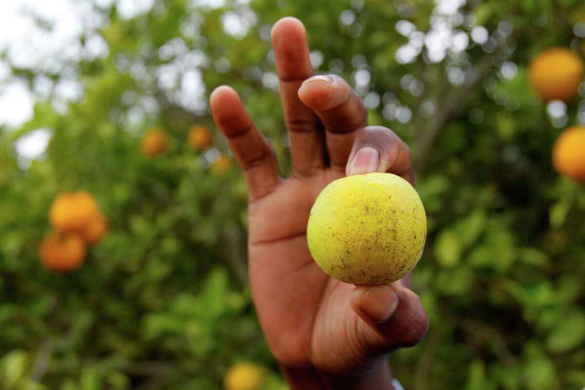 This orange shows signs of citrus greening disease. In Texas, citrus greening was first detected in a commercial orange grove in Hidalgo County about four years ago. The disease is carried by an insect called the Asian citrus psyllid.﻿