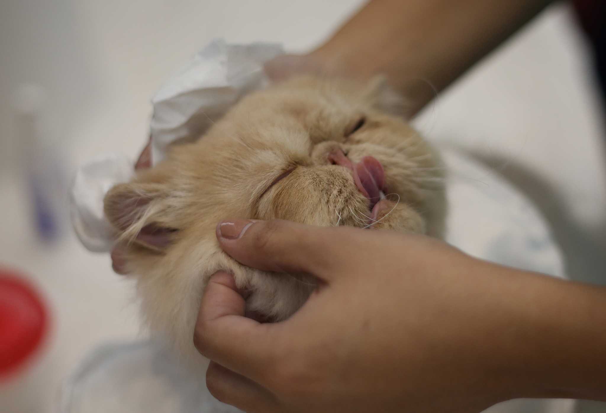 Cats who don't know why they are at the cat show