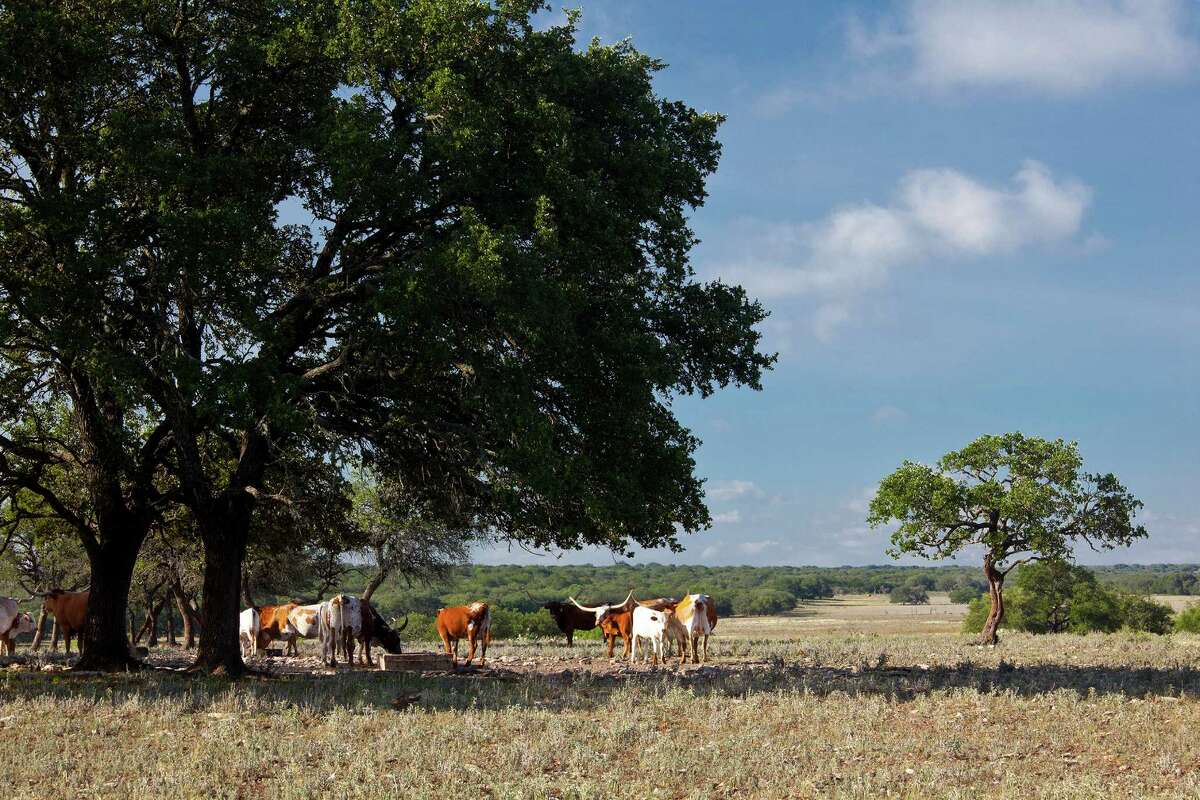 Texas, Kerr County, Hill Country, YO Ranch, Live Oak Ranch area, oaks and field with longhorn cattle