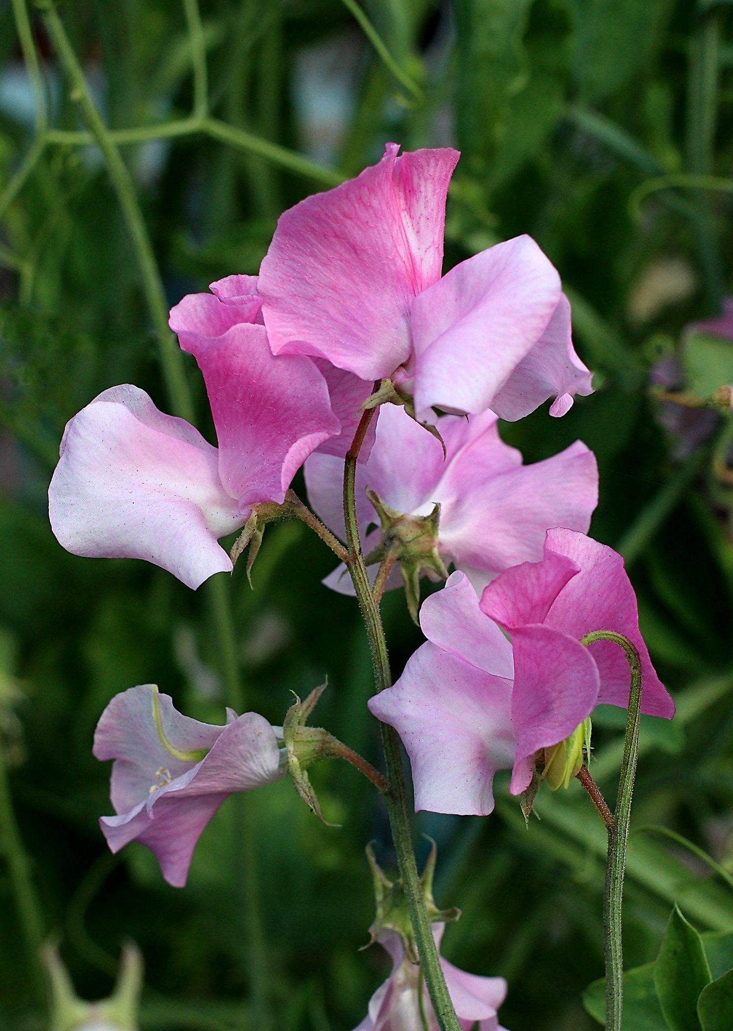 Shake up winter blues with colorful sweet peas - San Francisco Chronicle