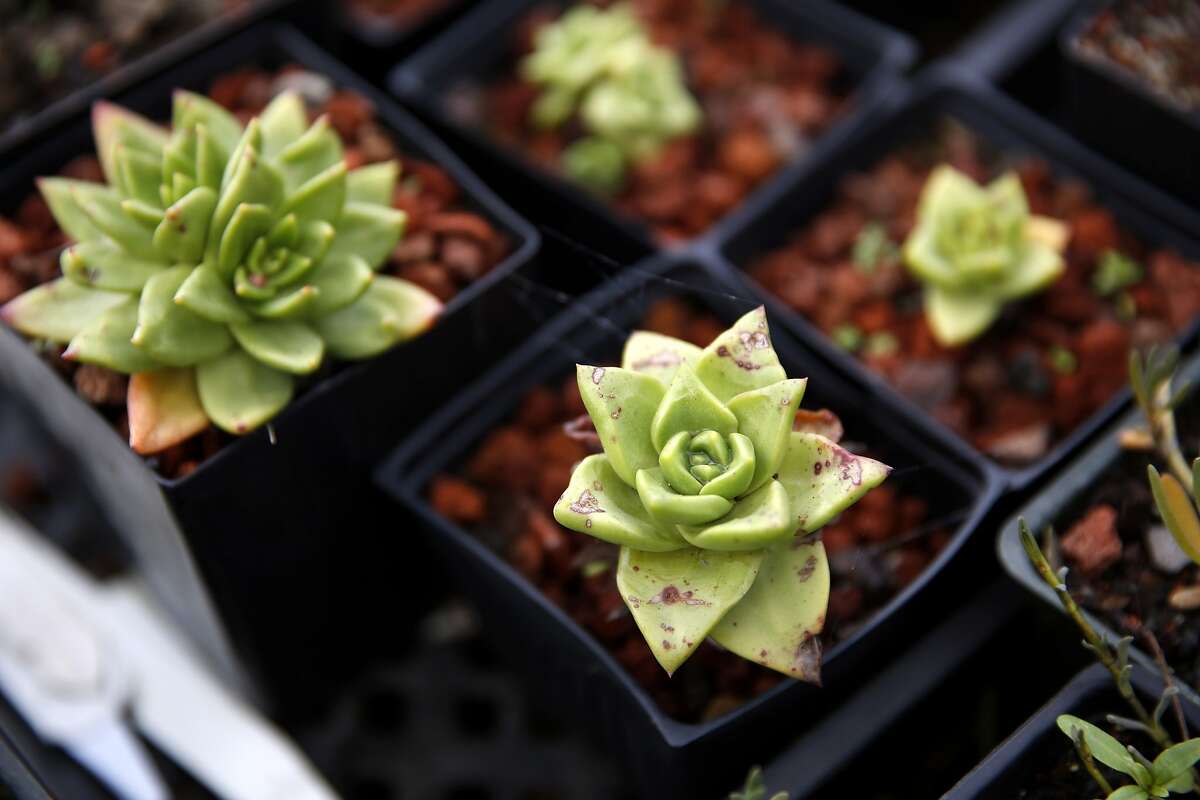 SF Plant Finder website aids growth of native plants