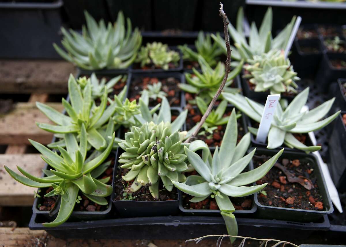 SF Plant Finder website aids growth of native plants