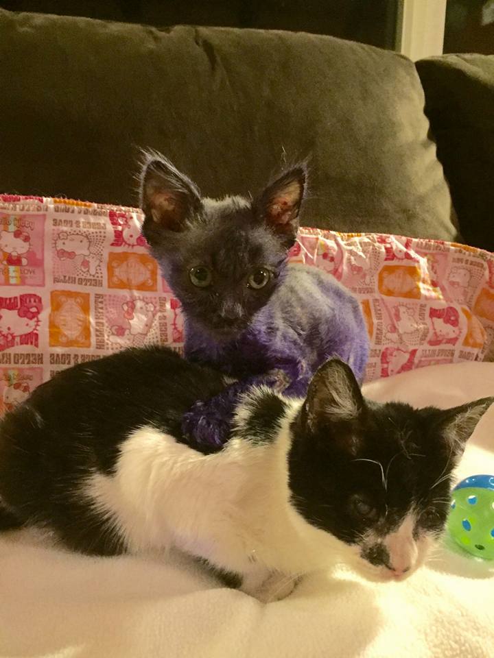 The Tale of Smurf the Cat, Who Was Dyed Purple and Now Recovering
