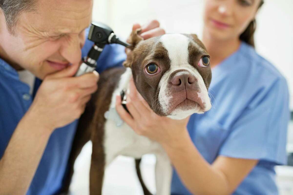 Hiring a veterinarian proves difficult in rural areas
