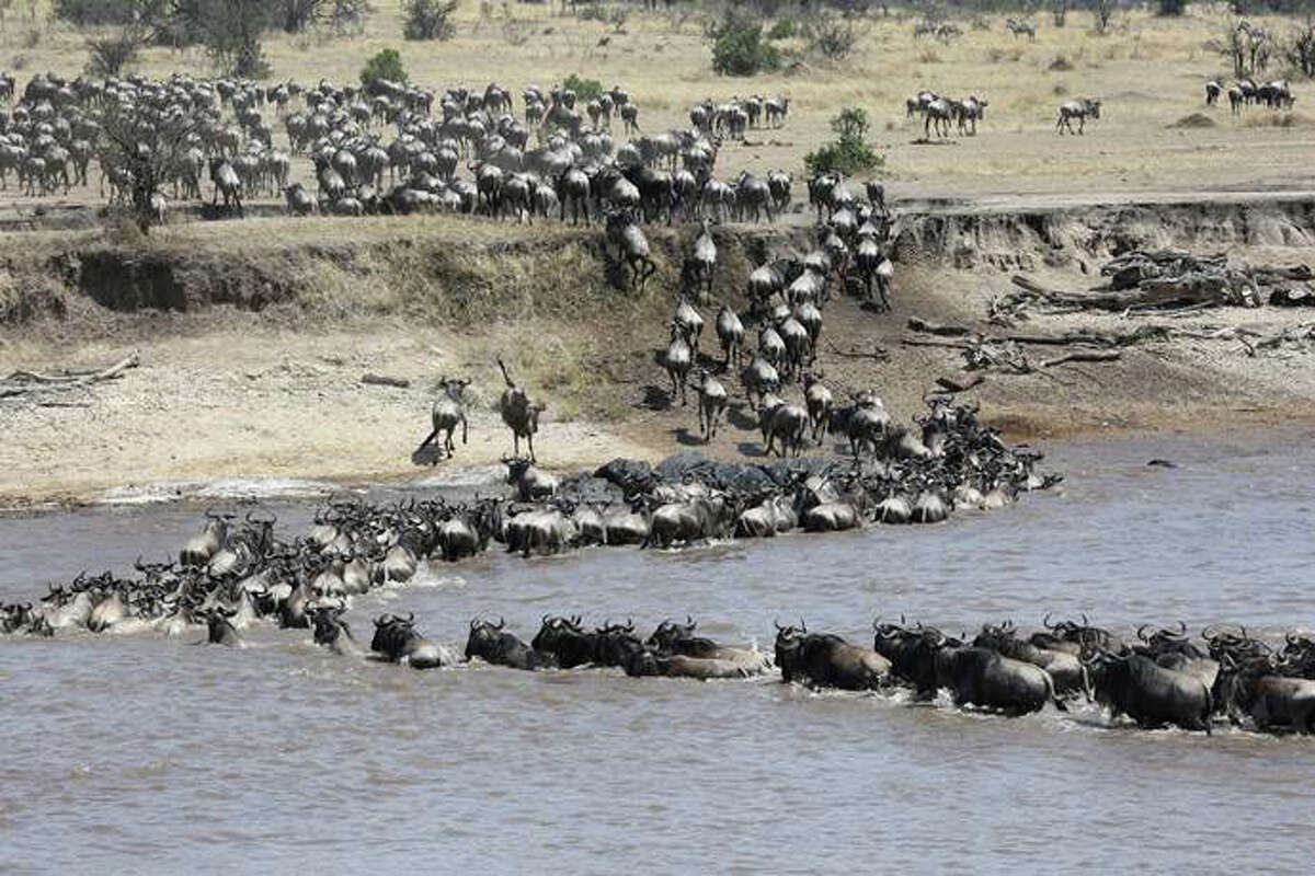 Wildebeest wade through water
