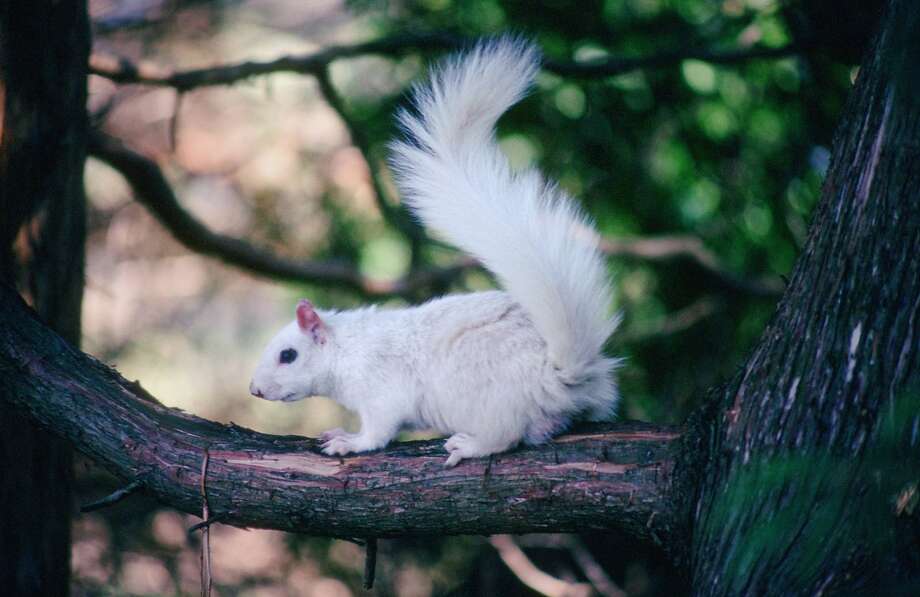 a white squirrel that's been in the area of ridge road and