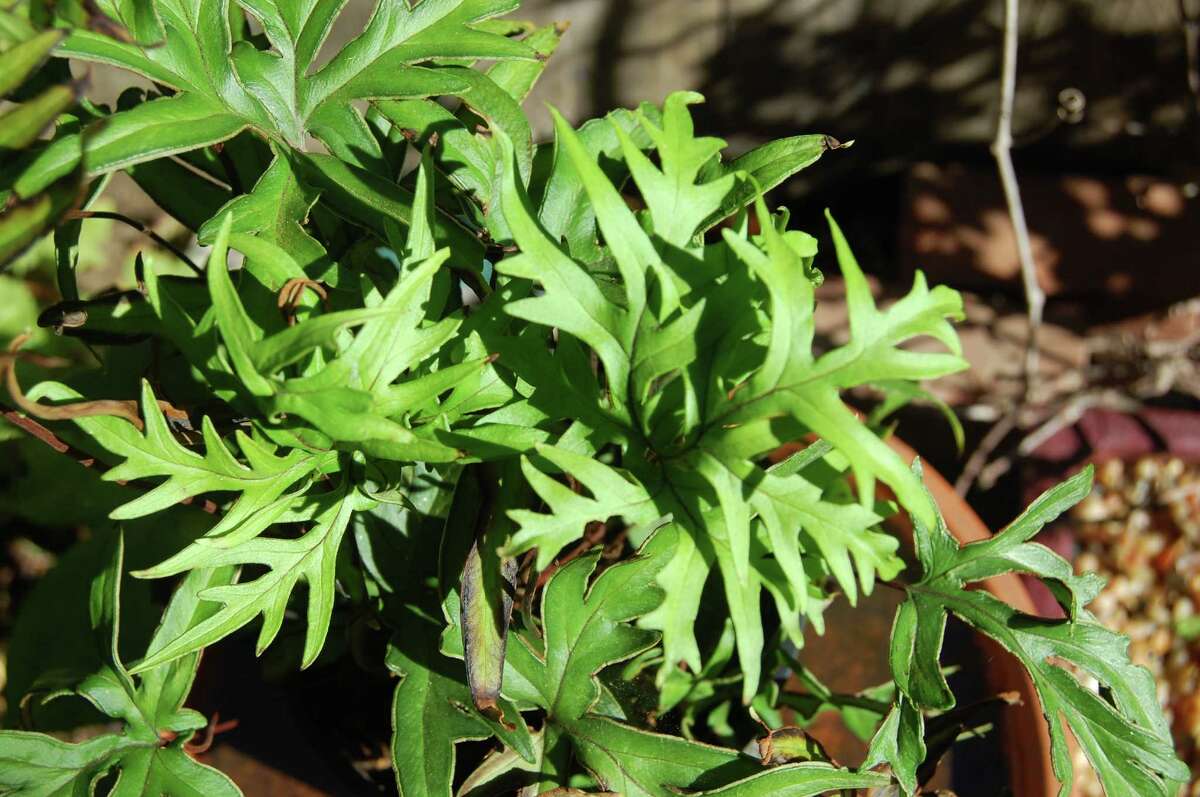 Ferns Are Easy Plants For Houstons Climate