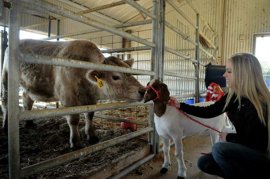 Tomball Isd Set For Livestock Show Houston Chronicle