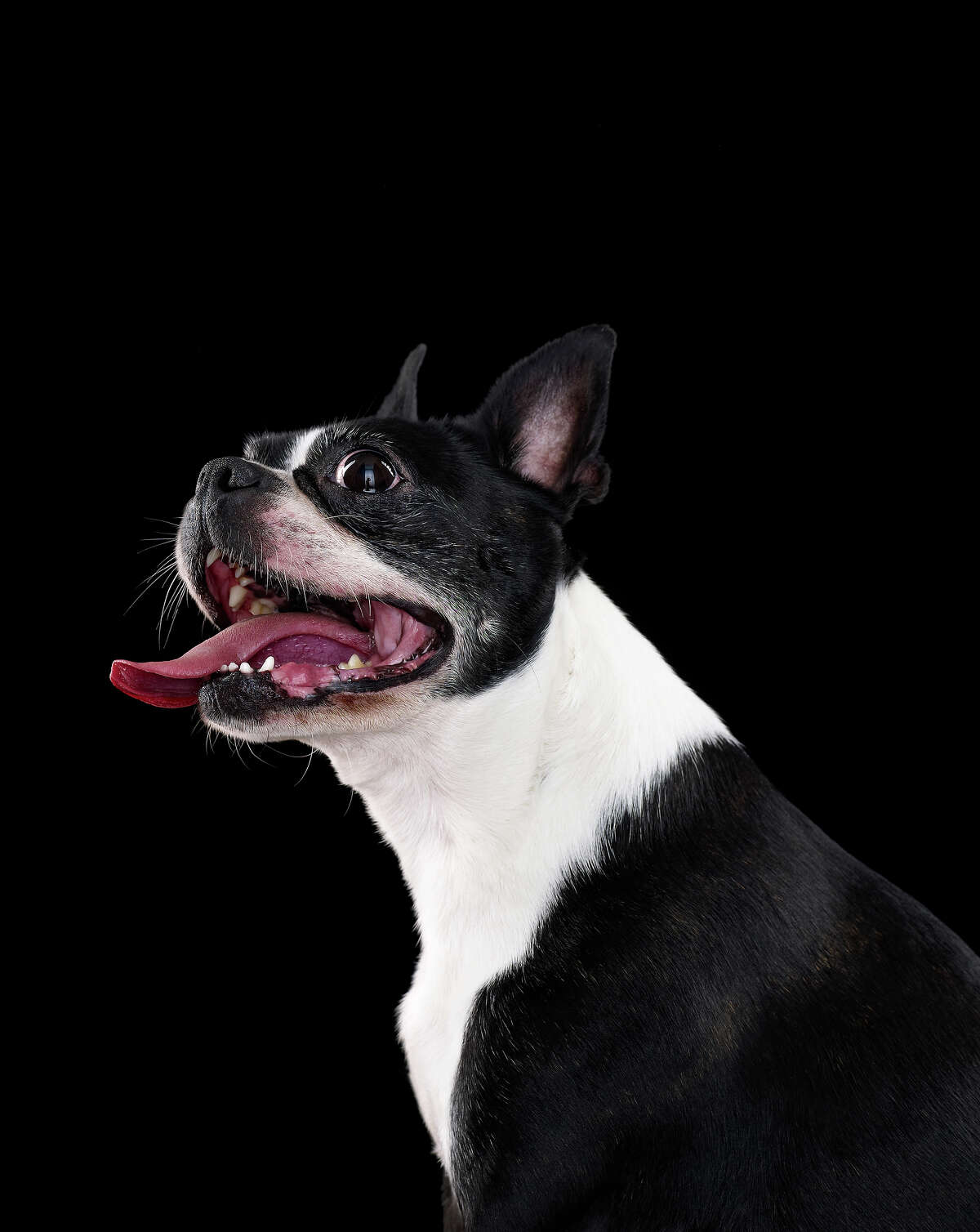 35 Breathtaking Studio Portraits Of Wild Animals