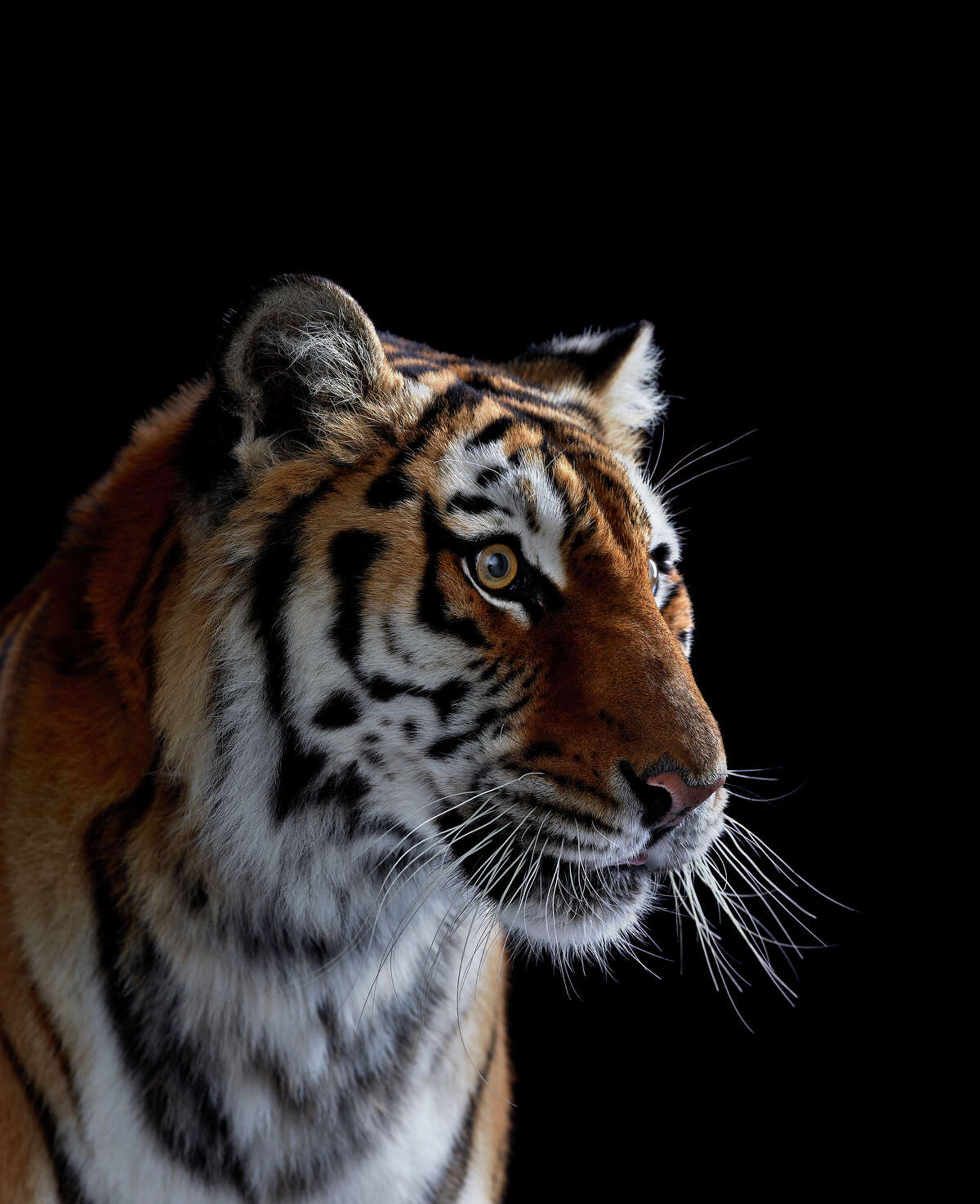 35 Breathtaking Studio Portraits Of Wild Animals