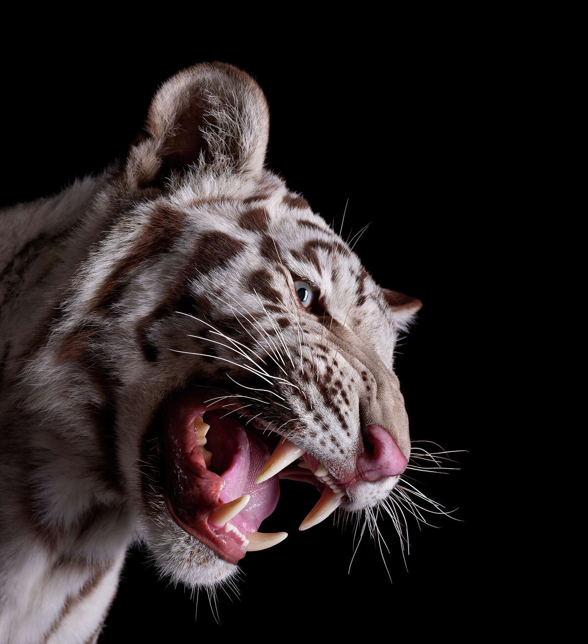 35 Breathtaking Studio Portraits Of Wild Animals