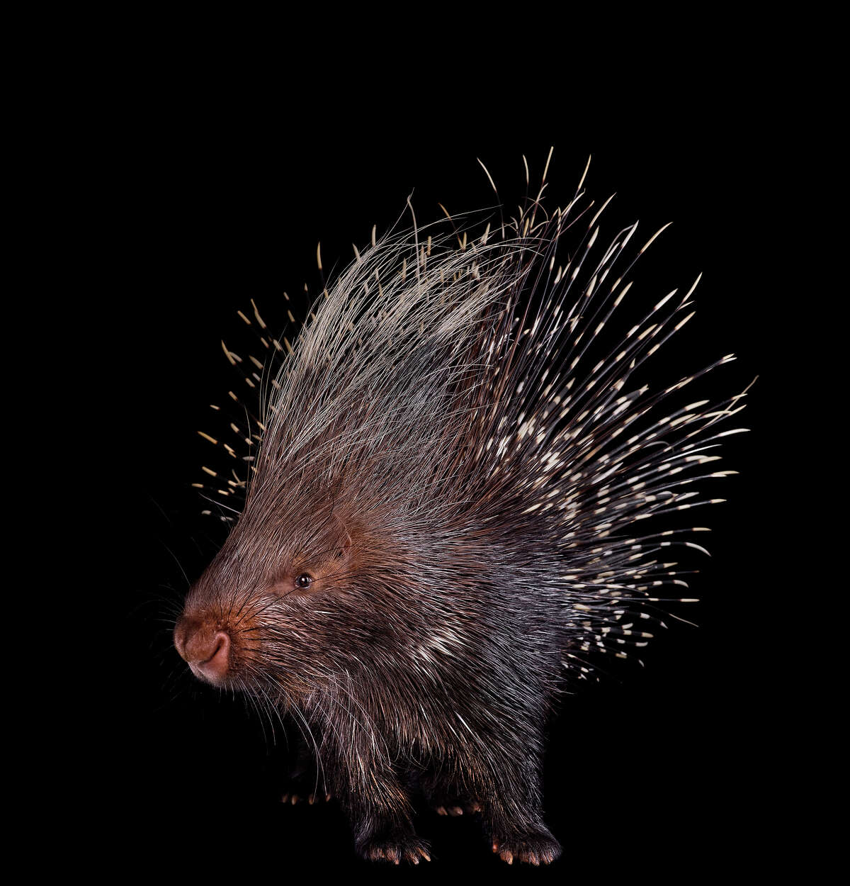 35 Breathtaking Studio Portraits Of Wild Animals